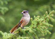 Unglueckshaeher - Sibirian Jay  (Perisoreus infaustus)